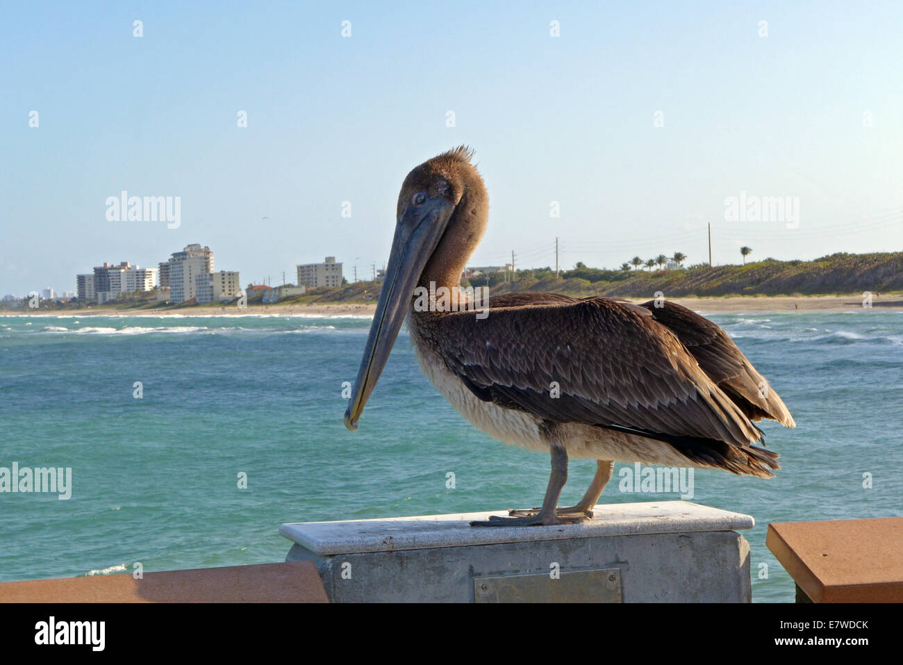 A pelican on a pier in Juno Beach Florida Stock Photo
