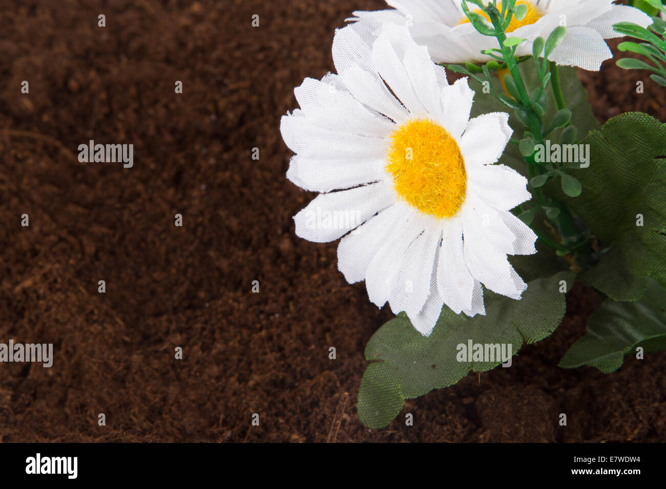 Artificial flower on soil Stock Photo Alamy