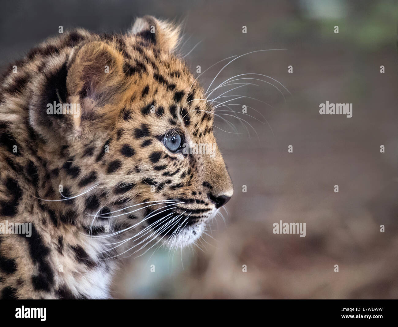 Female Amur leopard cub (profile) Stock Photo