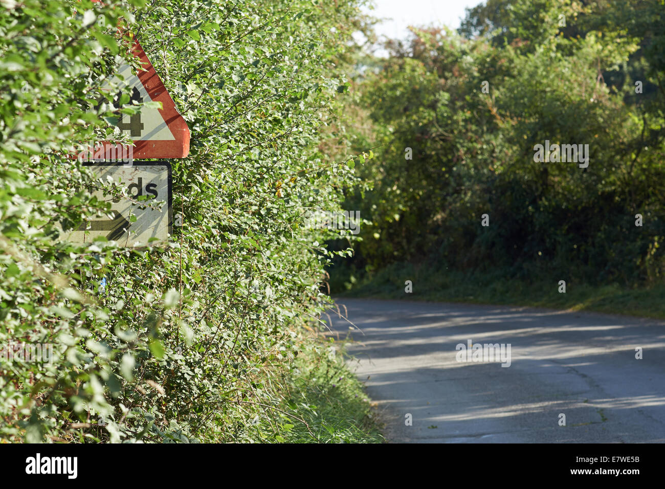 Railway Level Crossing Road Traffic Sign Hidden By Overgrown Hedge Leiston Suffolk Uk Stock Photo Alamy