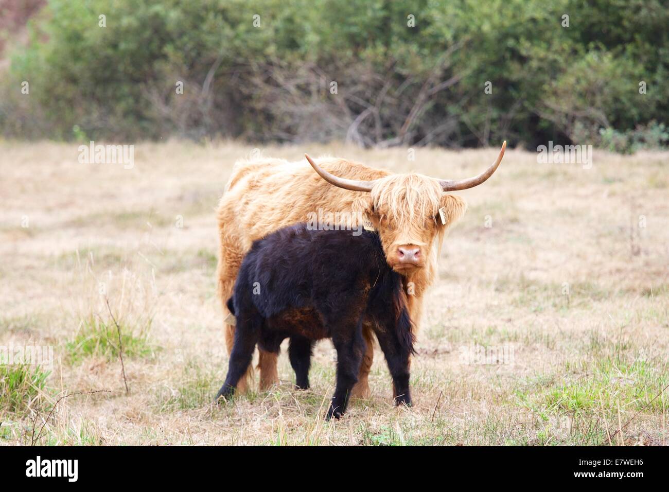 Scottish Highland cattle are known for being exceptionally sturdy and