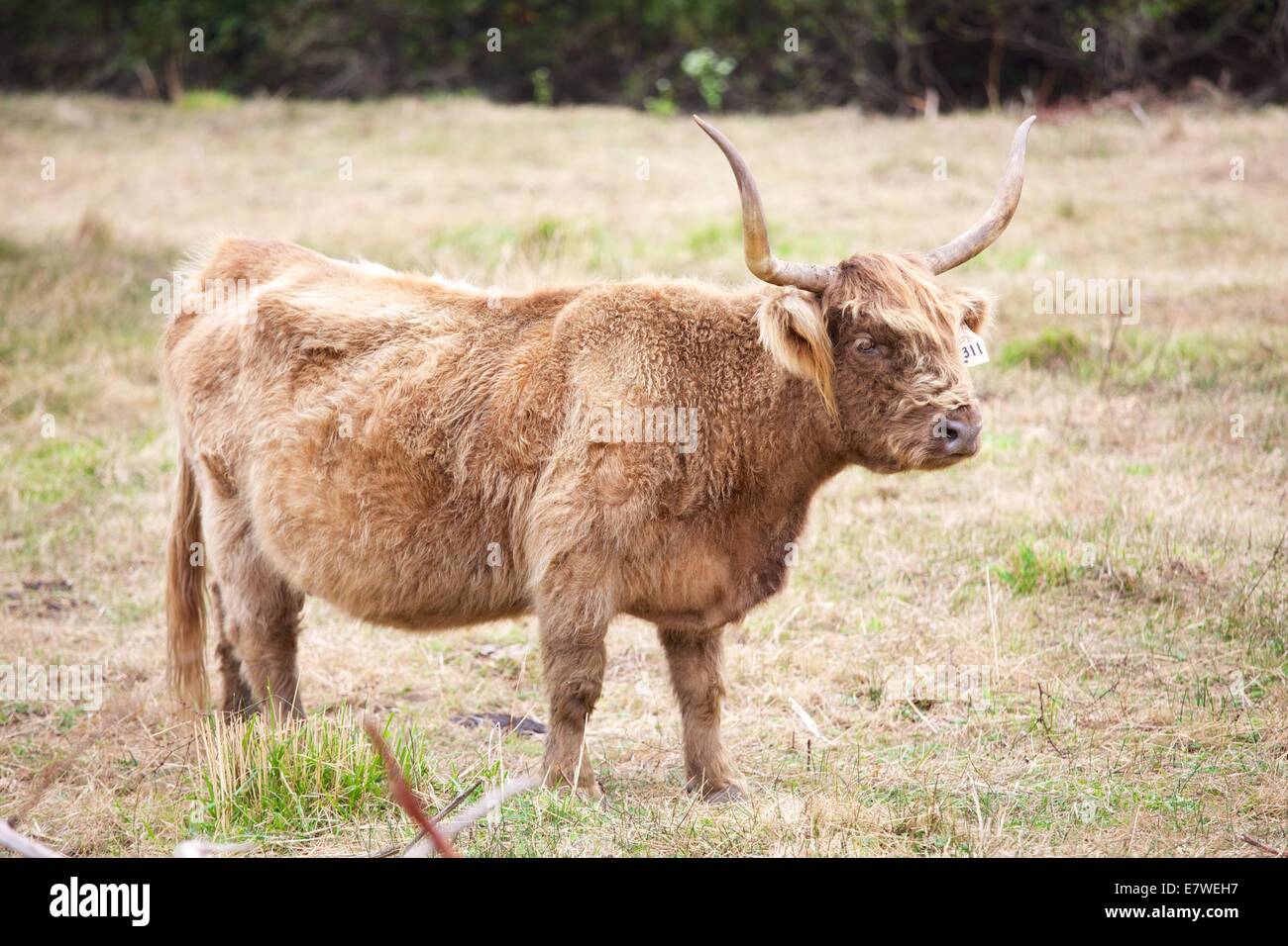 scotish highland cows scotish highland cows