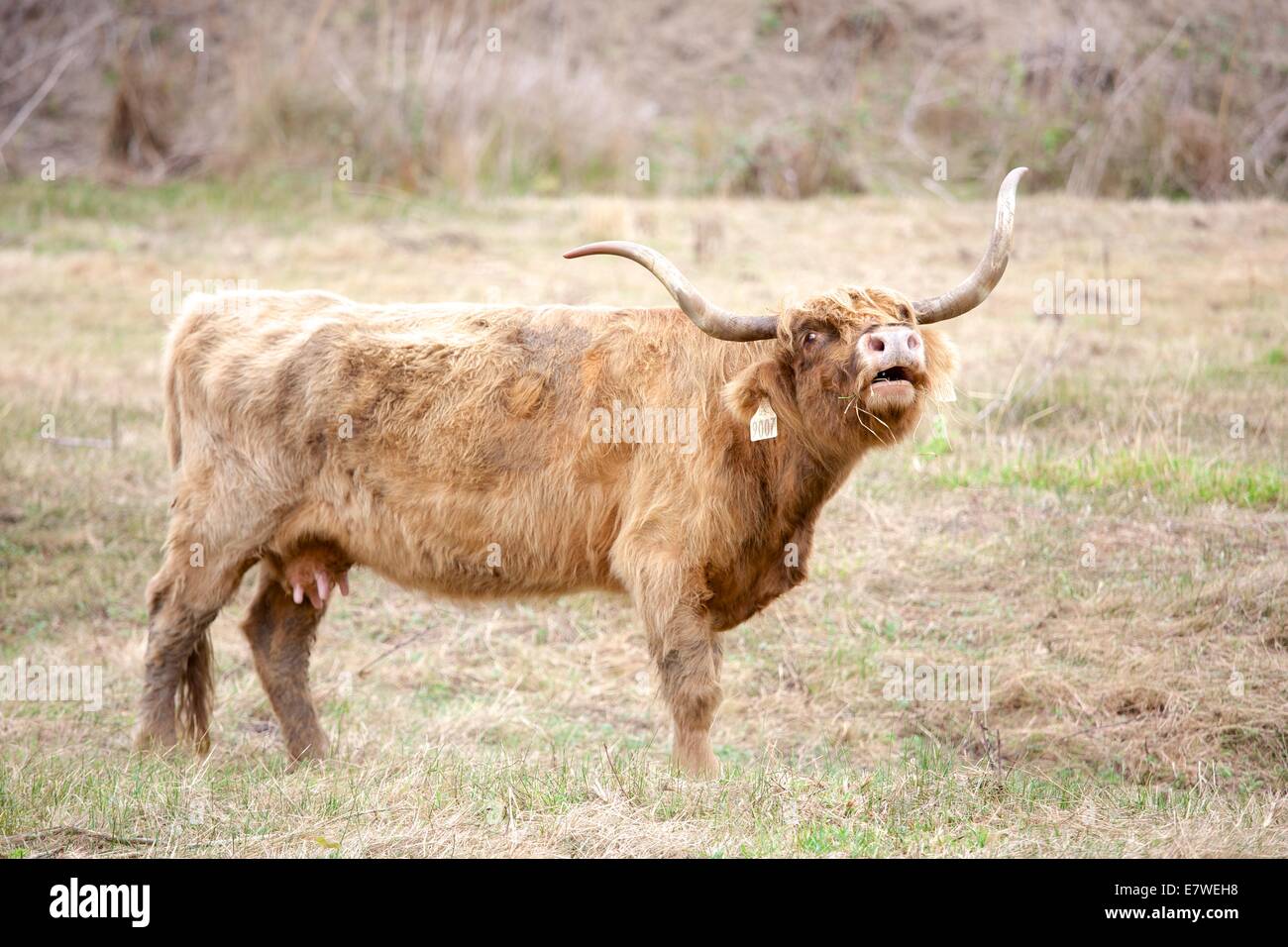 Scottish Highland cattle are known for being exceptionally sturdy and