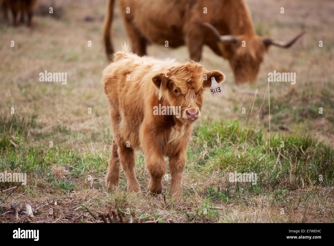 Scottish Highland cattle are known for being exceptionally sturdy and