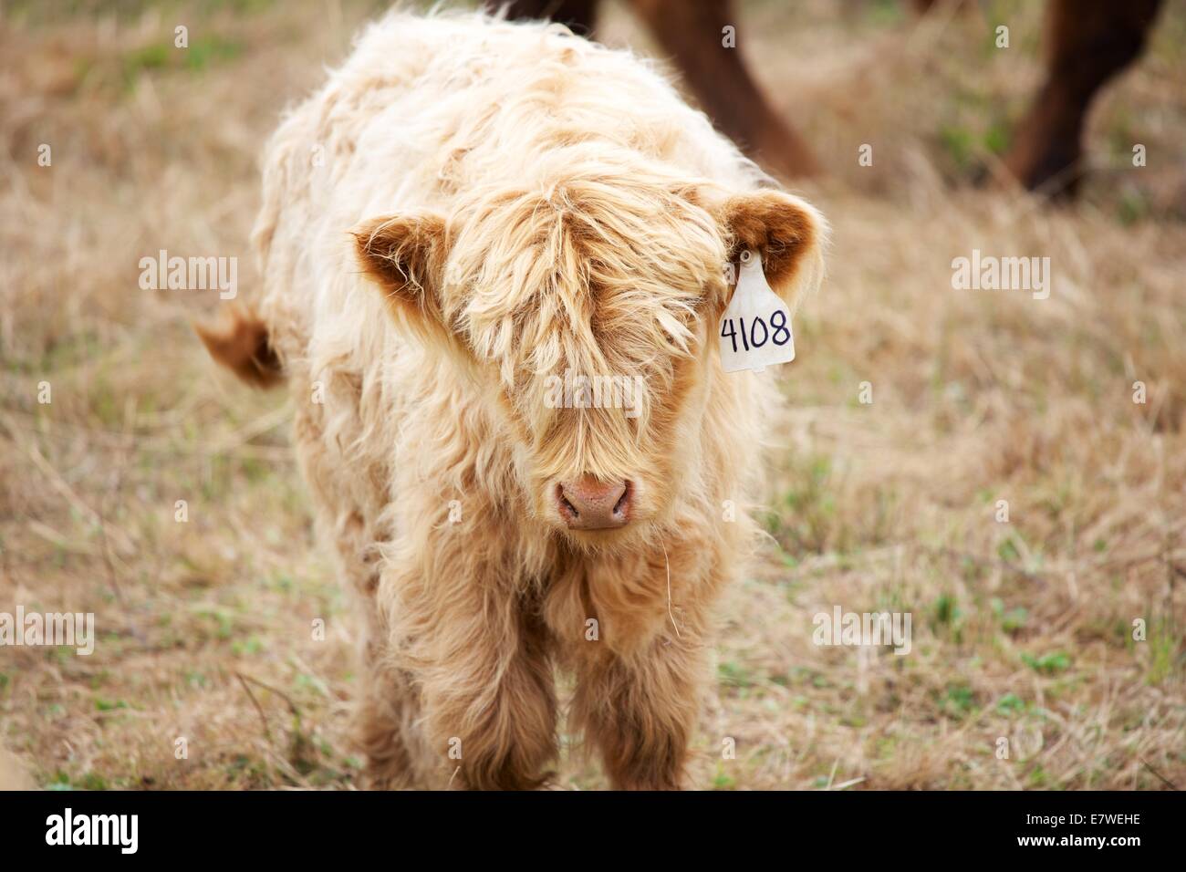 Scottish Highland cattle are known for being exceptionally sturdy and