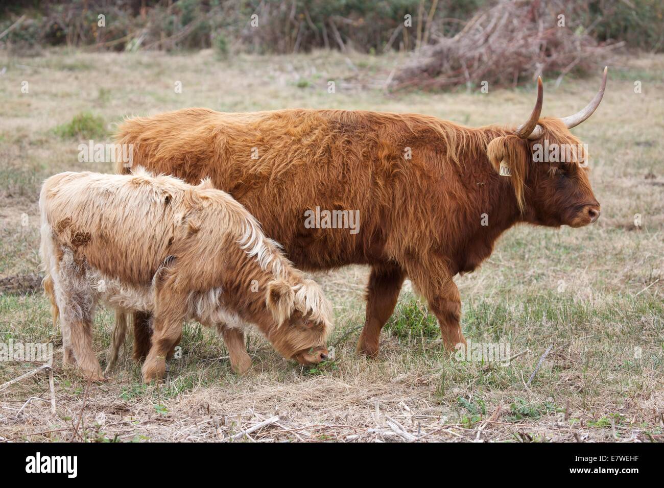 Scottish Highland cattle are known for being exceptionally sturdy and