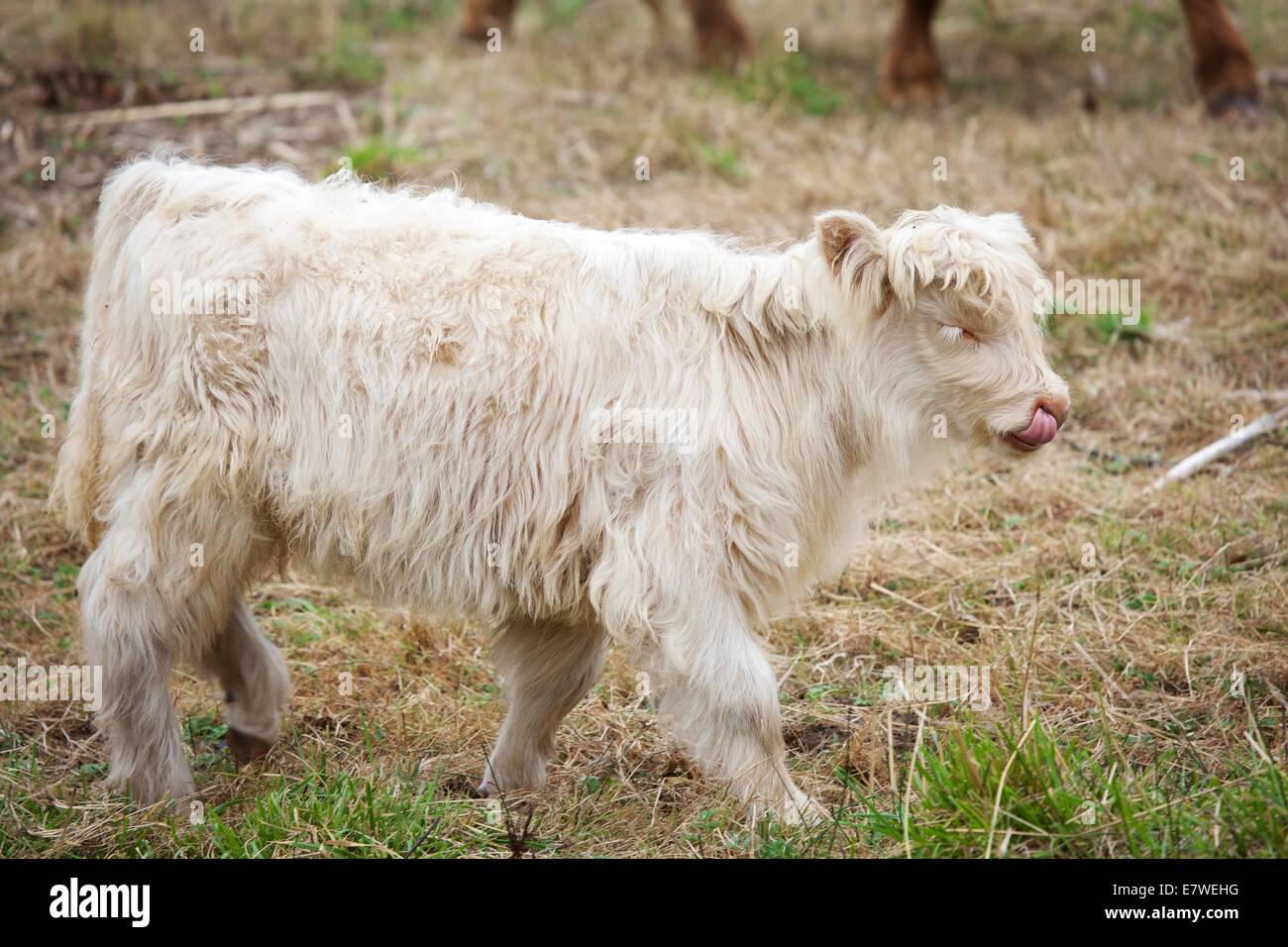 Scottish Highland cattle are known for being exceptionally sturdy and