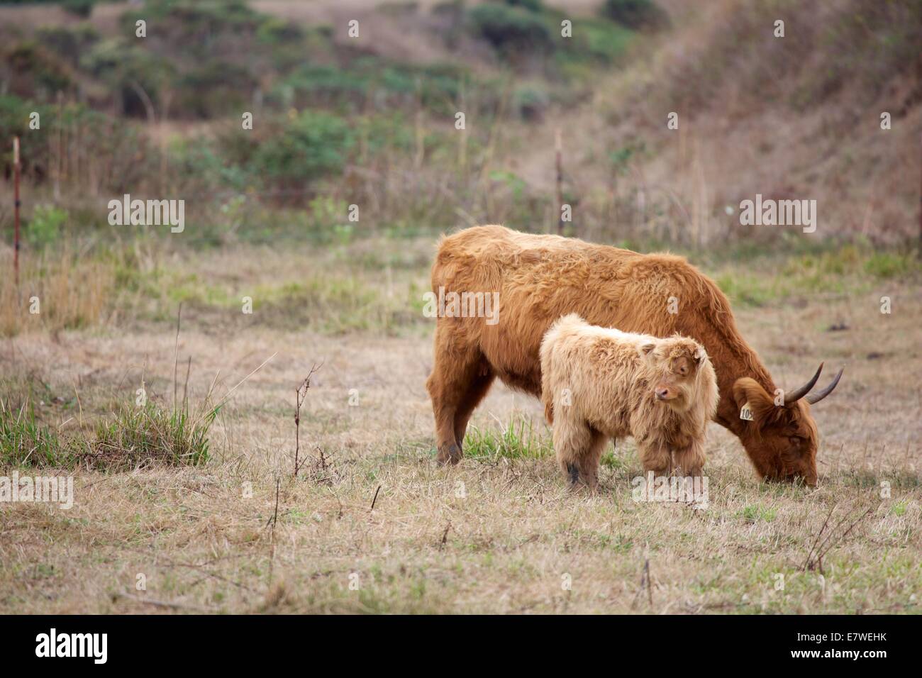 Scottish Highland cattle are known for being exceptionally sturdy and