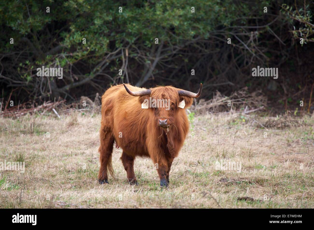 Scottish highland cow with calf highland cattle hires stock