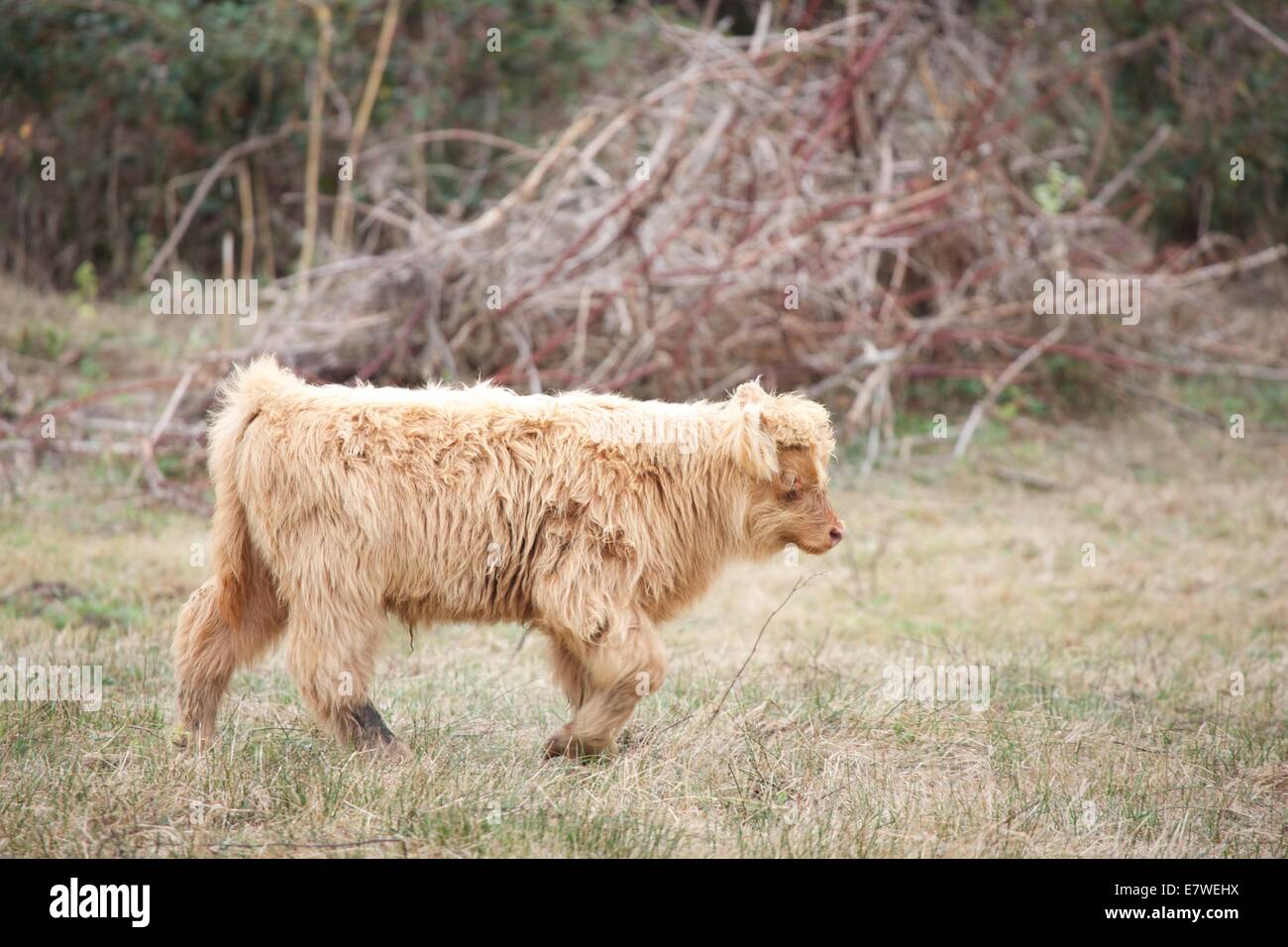 Scottish Highland cattle are known for being exceptionally sturdy and
