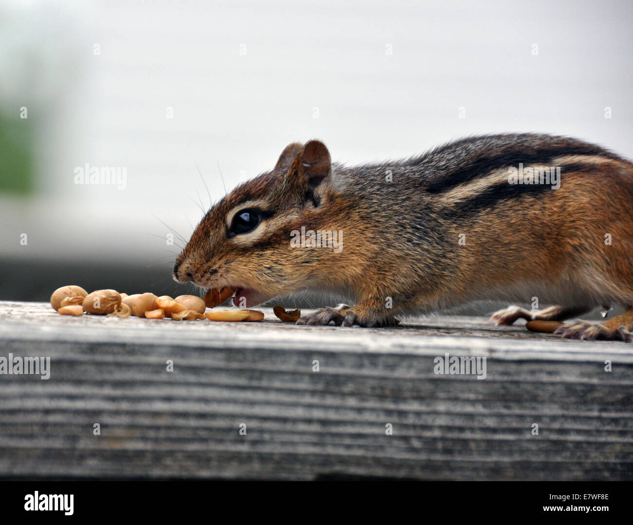 Chipmunk eating peanuts Stock Photo Alamy