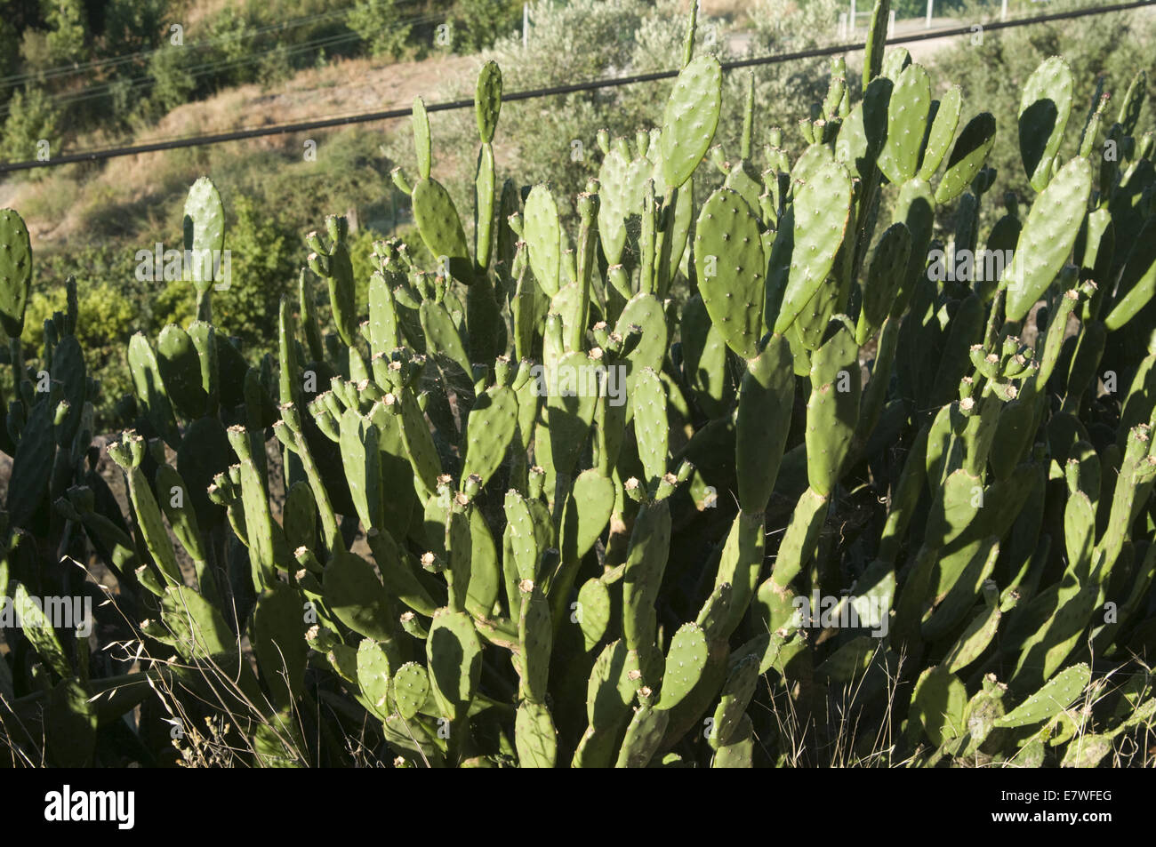 Cactus portuguese portugal hi-res stock photography and images - Alamy