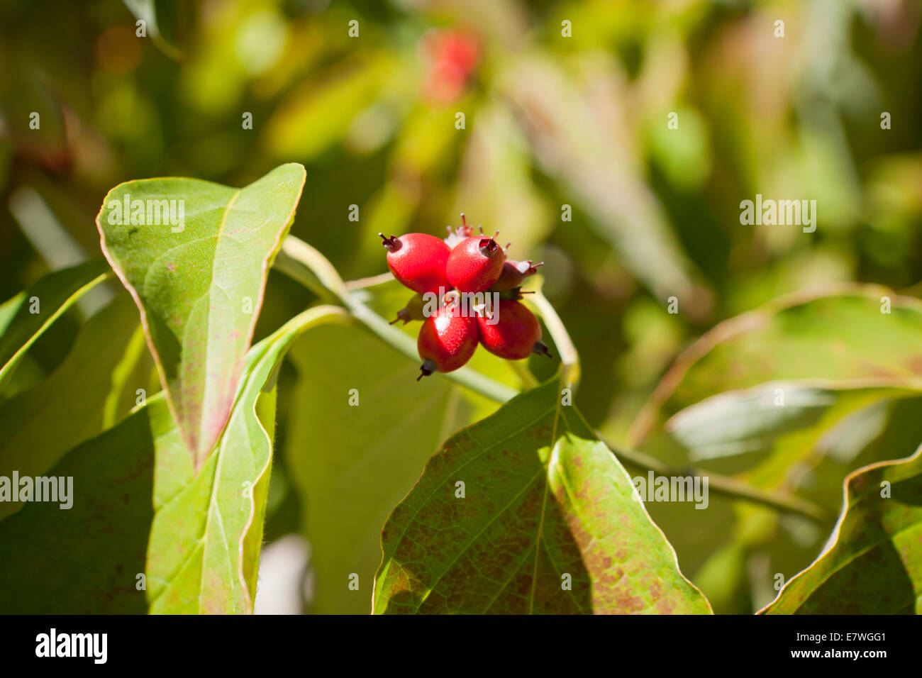 Dogwood Fruit High Resolution Stock Photography And Images Alamy