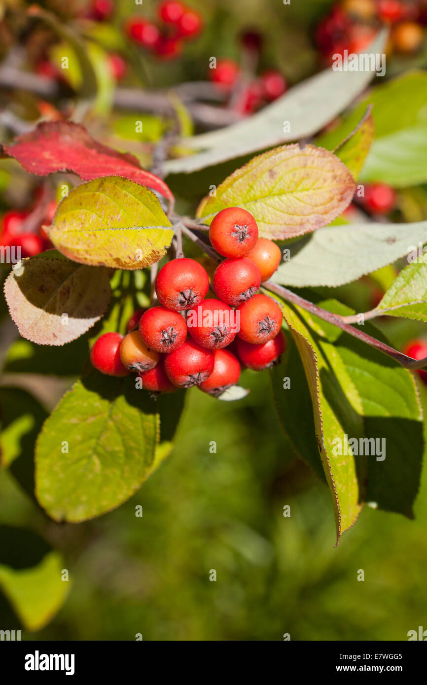 Chokeberry plant (Photinia pyrifolia) - USA Stock Photo