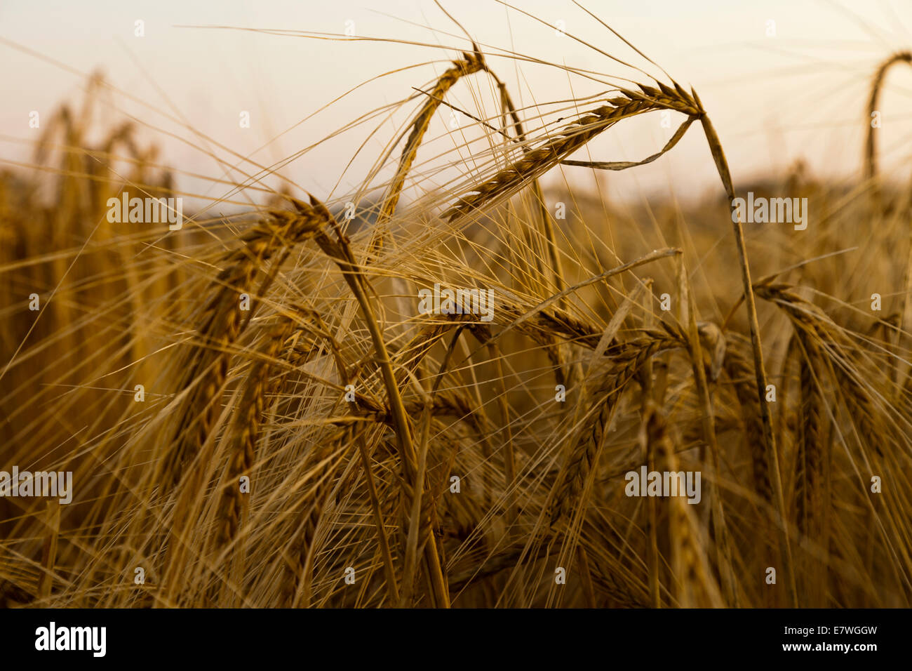 Crop harvest festival wheat hi-res stock photography and images - Alamy