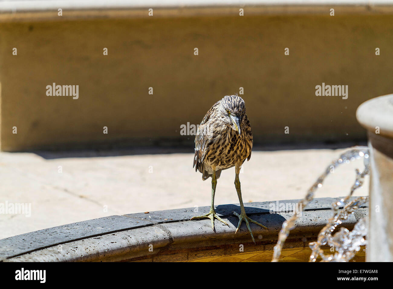A Young Heron lost and alone in an apartment complex in Camarillo