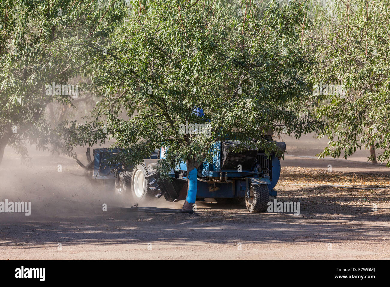An almond harvesting machine that sweeps all the almonds into the