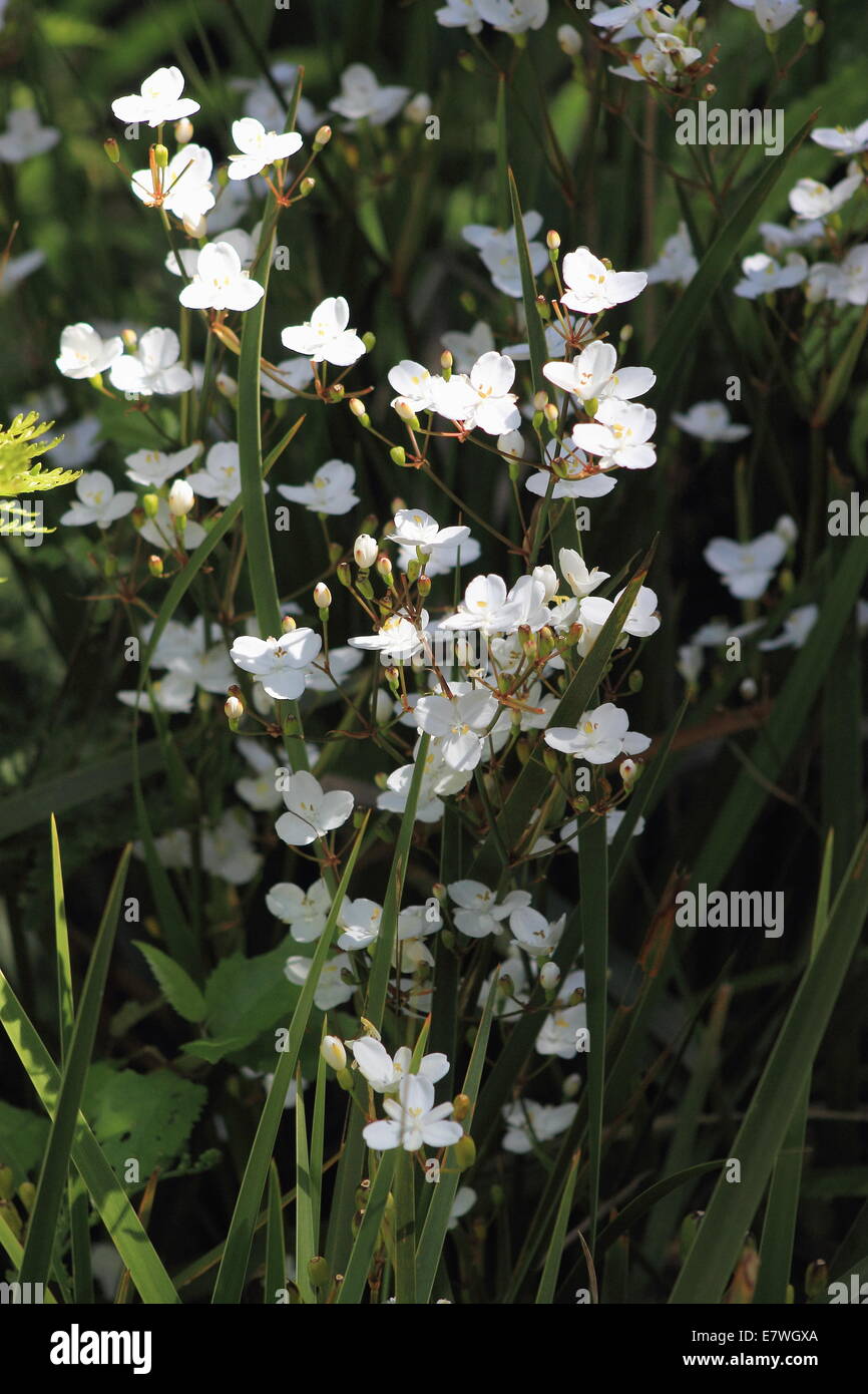 New Zealand Iris (Libertia ixioides Stock Photo - Alamy