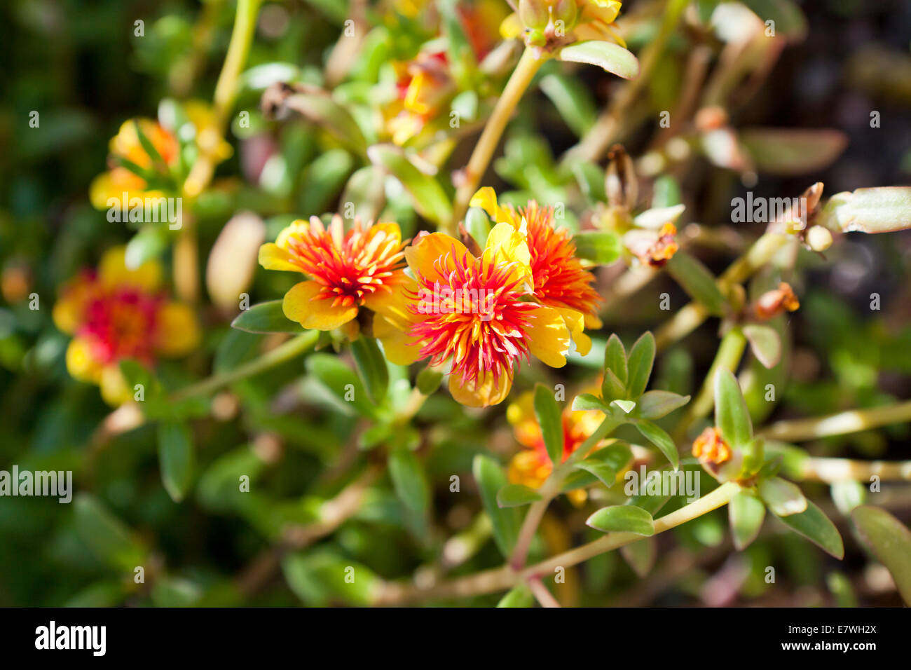 Purselane plant common purselane  (Portulaca oleracea) - USA Stock Photo
