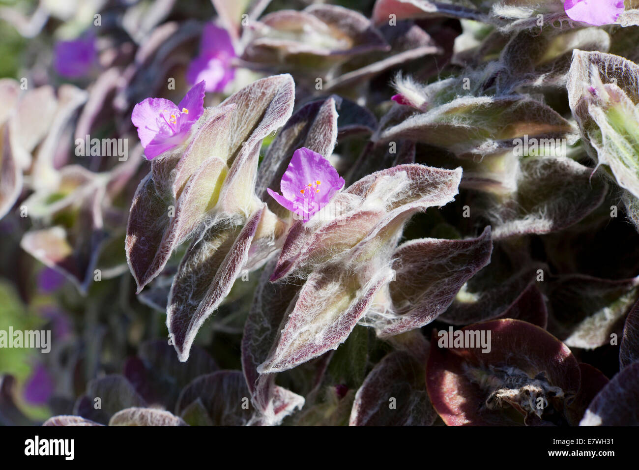 White Velvet plant, aka White Gossamer Plant, Hairy Wandering Jew, Cobweb Spiderwort (Tradescantia sillamontana) - USA Stock Photo