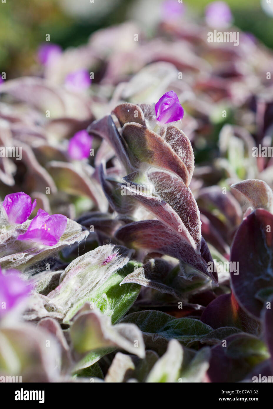 White Velvet plant, aka White Gossamer Plant, Hairy Wandering Jew, Cobweb Spiderwort (Tradescantia sillamontana) - USA Stock Photo