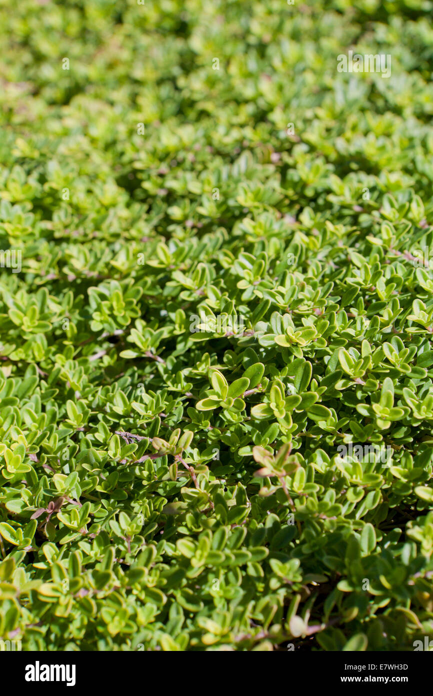 Breckland thyme, aka wild thyme, creeping thyme, elfin thyme (Thymus