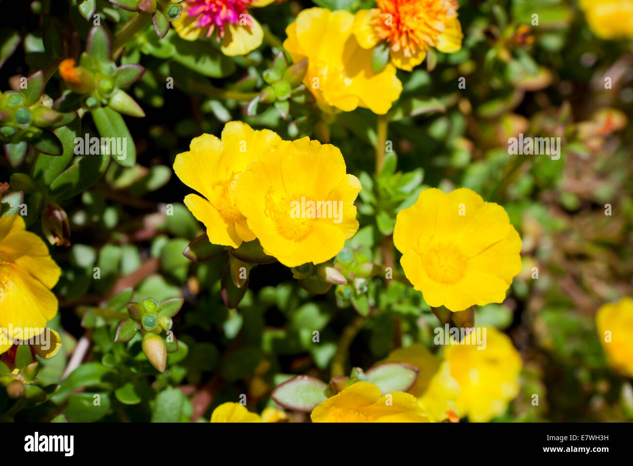 Purselane plant common purselane  (Portulaca oleracea) - USA Stock Photo