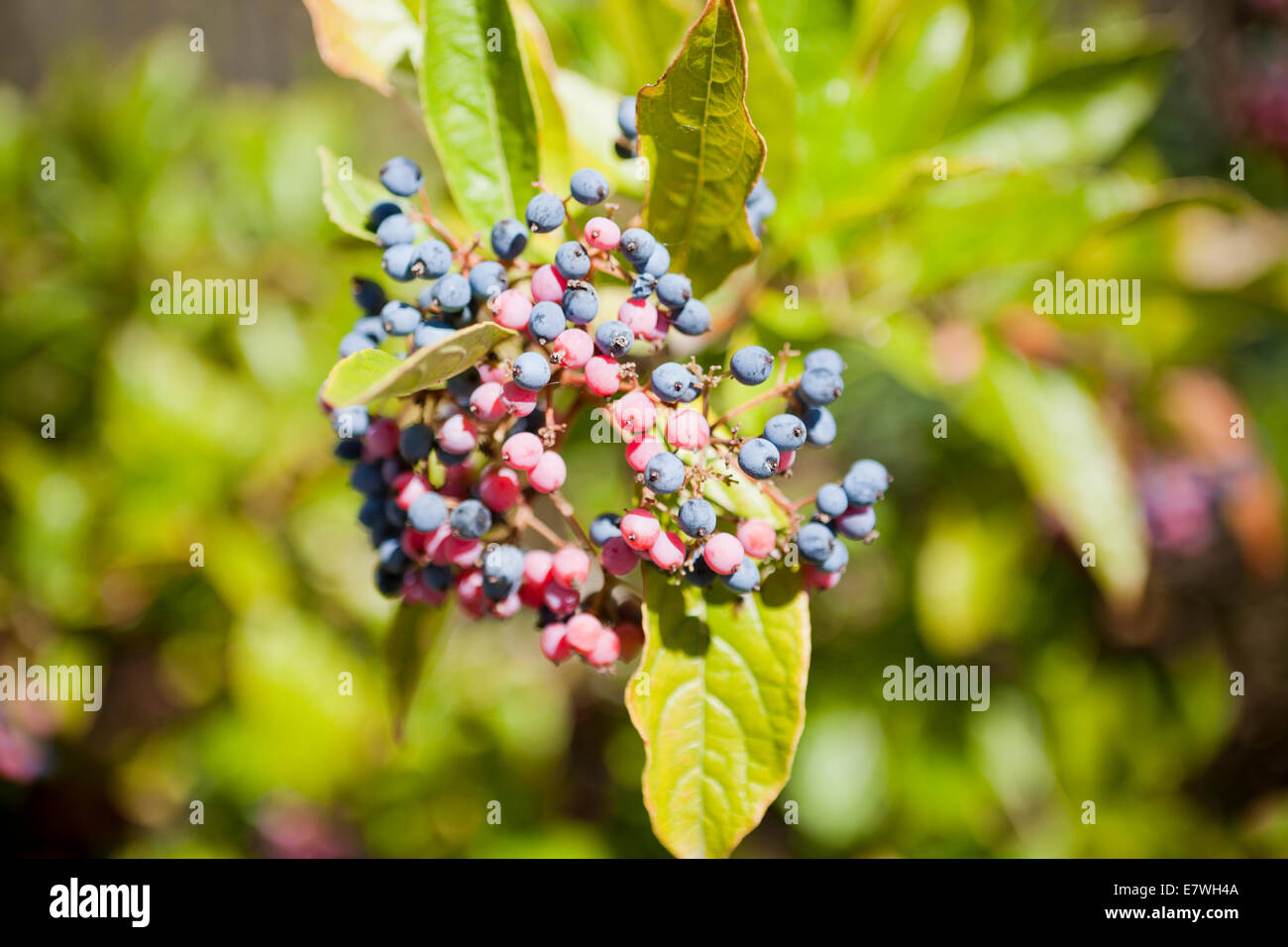 Possumhaw plant berries (Viburnum nudum) - USA Stock Photo