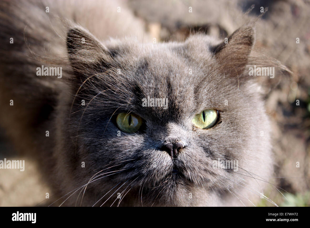 big Persian cat in the green grass Stock Photo Alamy