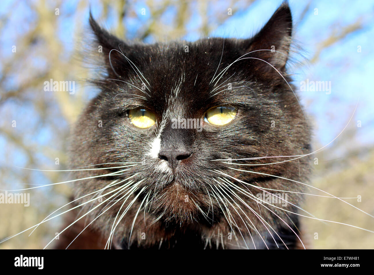 evil muzzle of black cat on blue sky background Stock Photo - Alamy