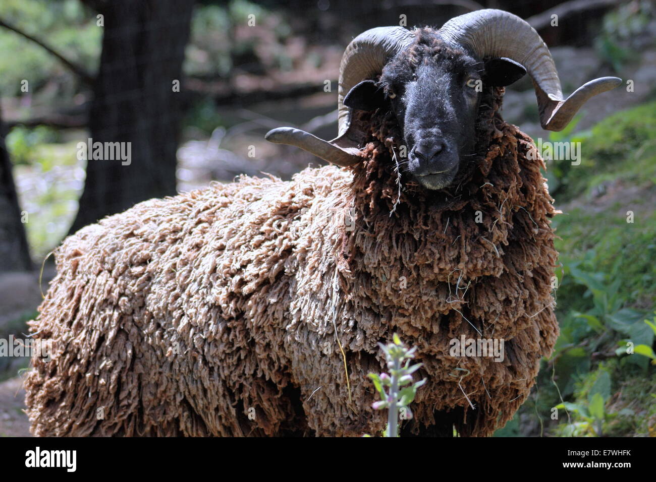Black ram hi-res stock photography and images - Alamy