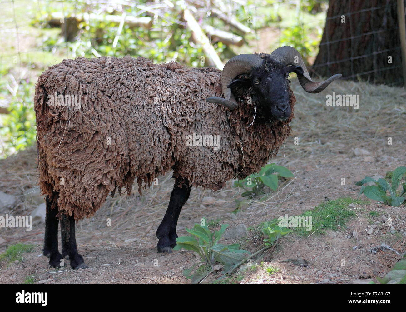 Black Eyes Sheep or Ram Animal in Stall Close Up. Sheep or ram standing in  wood stall. Cute sheep or ram looking camera Stock Photo - Alamy