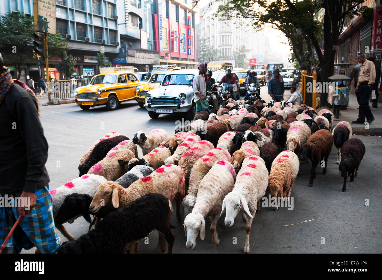 Sheep roaming the streets of Calcutta. Stock Photo
