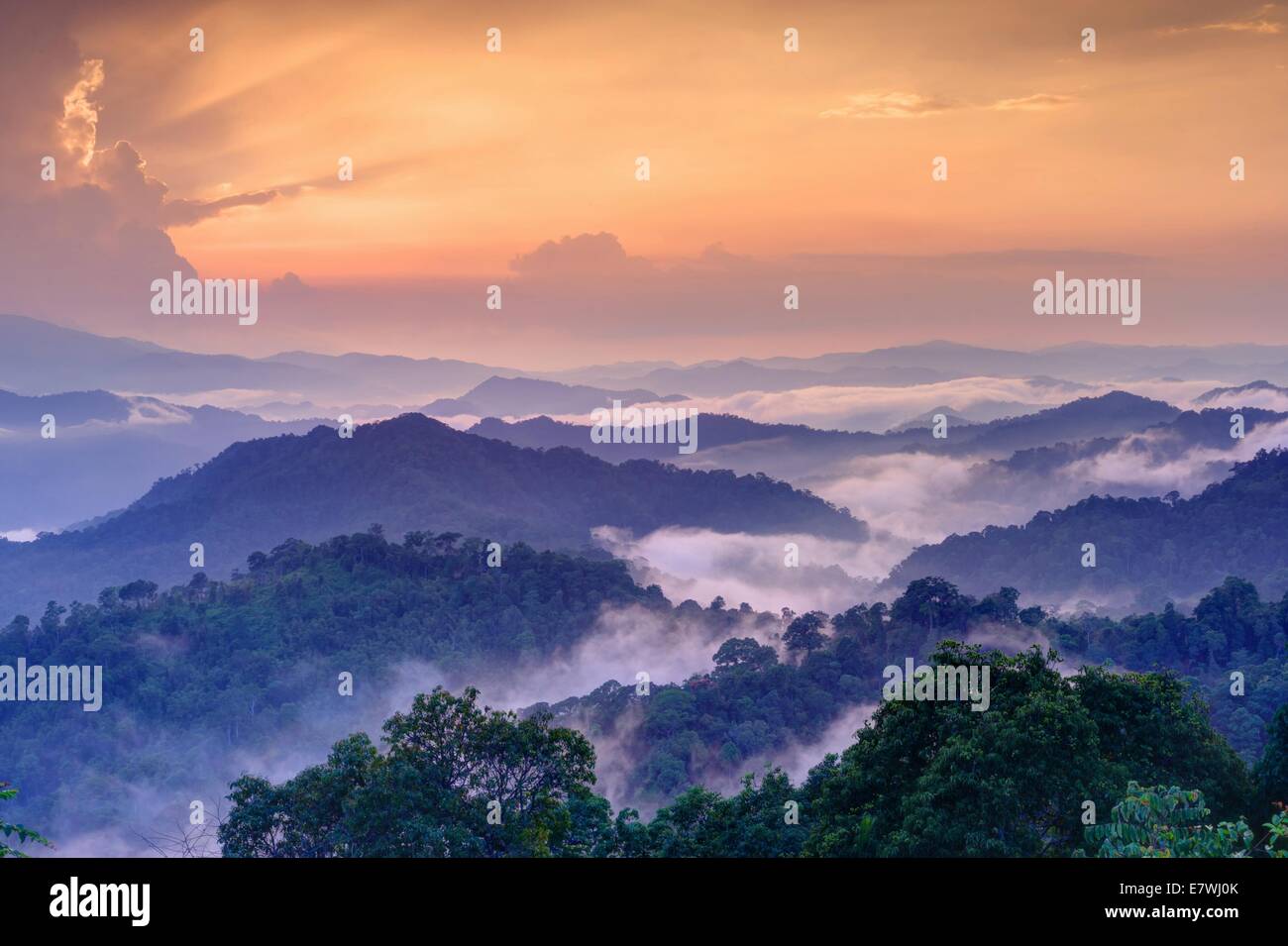 Twilight landscape in rain forest, HDR process from 5 captures. Stock Photo