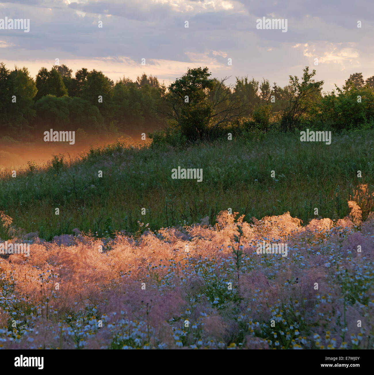 Sunrise over field and forest Stock Photo - Alamy