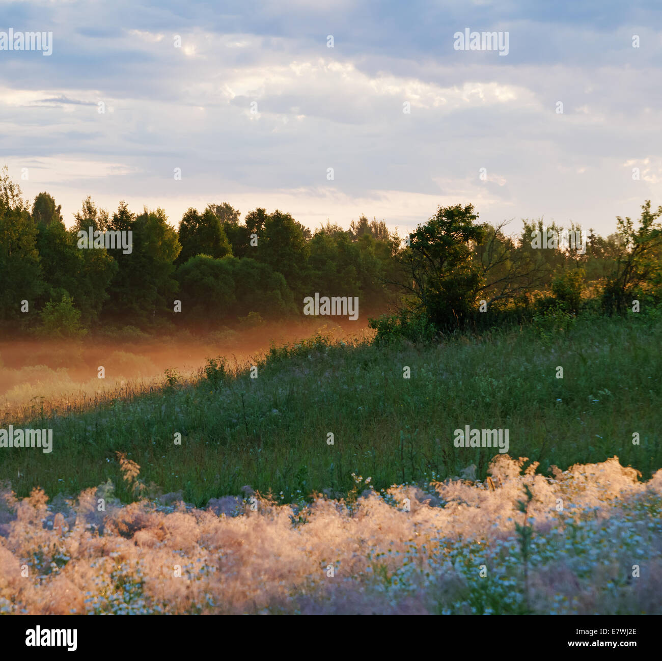 Sunrise over field and forest Stock Photo - Alamy