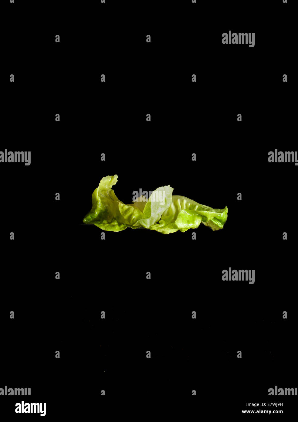 Floating lettuce leaves Stock Photo