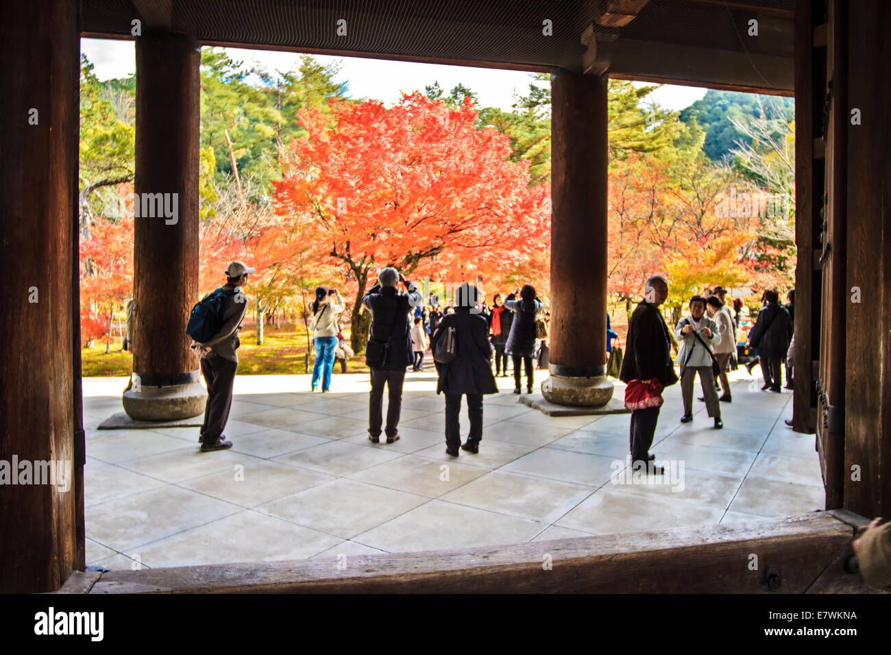 Kyoto, Japan Nov 26, 2013 red japanese maple autumn fall , momiji