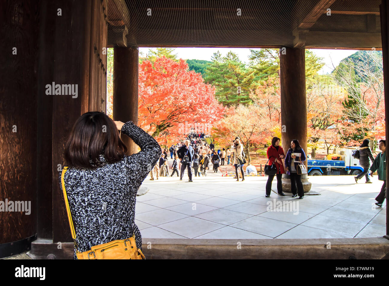 Kyoto, Japan Nov 26, 2013 red japanese maple autumn fall , momiji