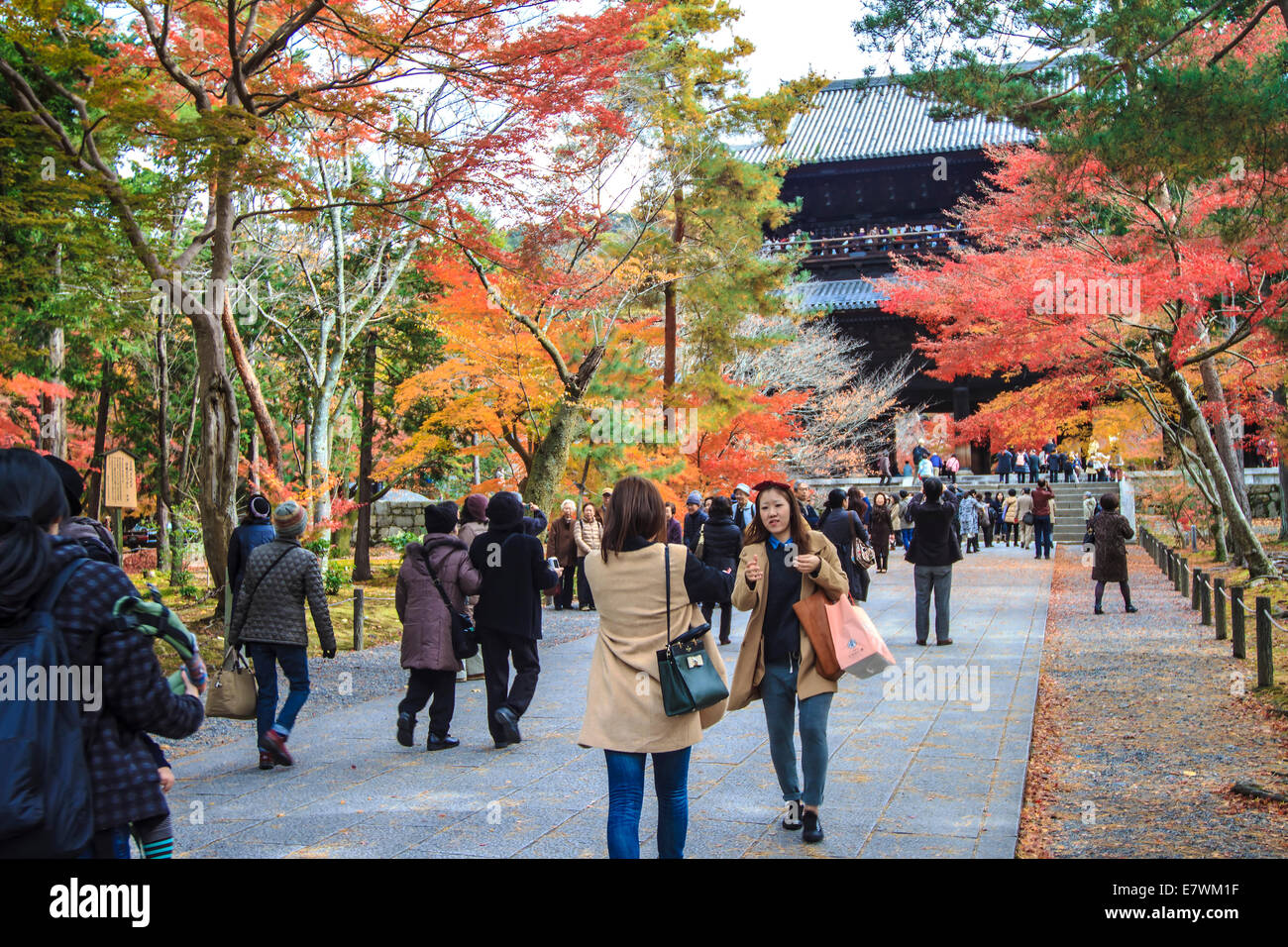 Kyoto, Japan Nov 26, 2013 red japanese maple autumn fall , momiji