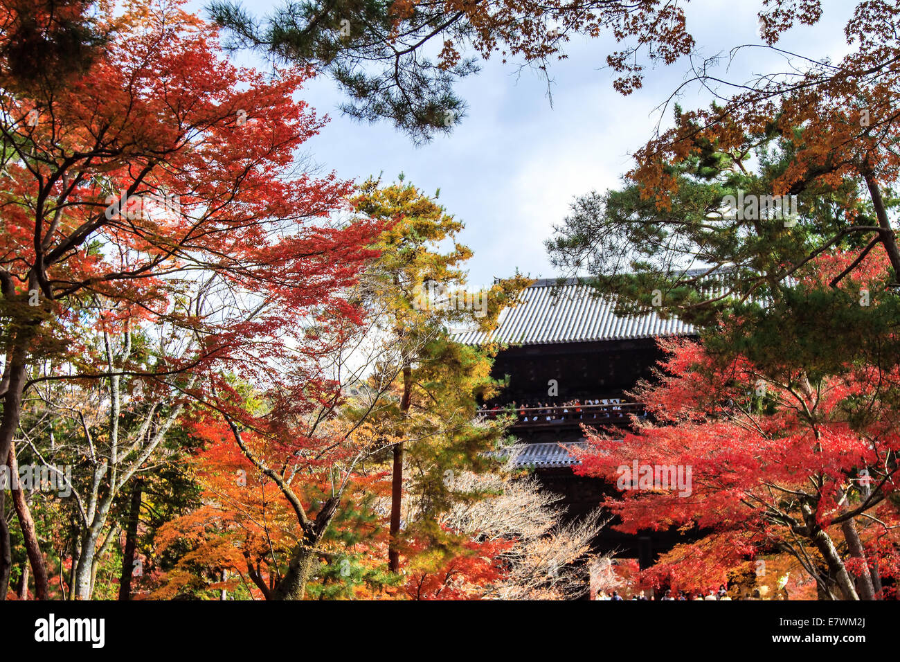 red japanese maple autumn fall , momiji tree in kyoto japan Stock Photo ...