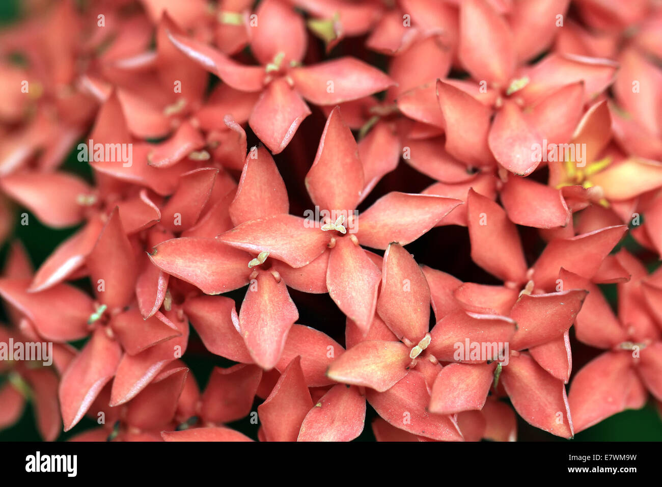 closeup of beautiful red ixora or rubiaceae flower Stock Photo