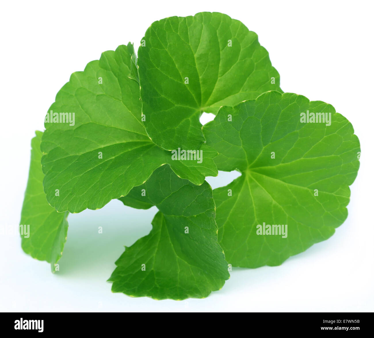 Medicinal thankuni leaves of Indian subcontinent over white background Stock Photo