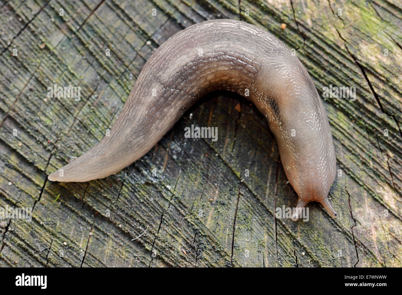 Tree slug hires stock photography and images Alamy