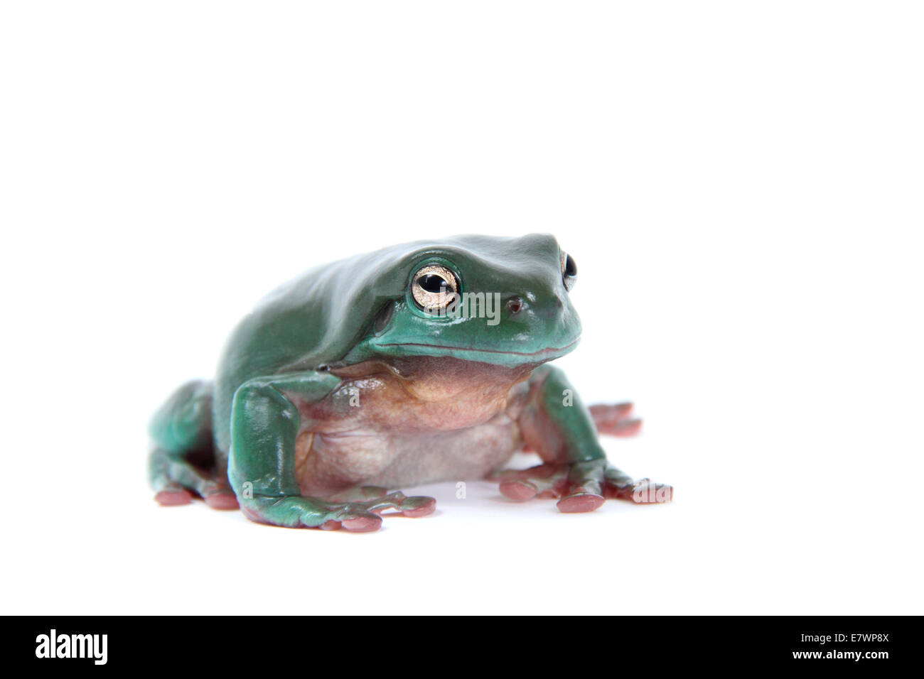Dainty Green Tree Frog (Litoria gracilenta) Stock Photo