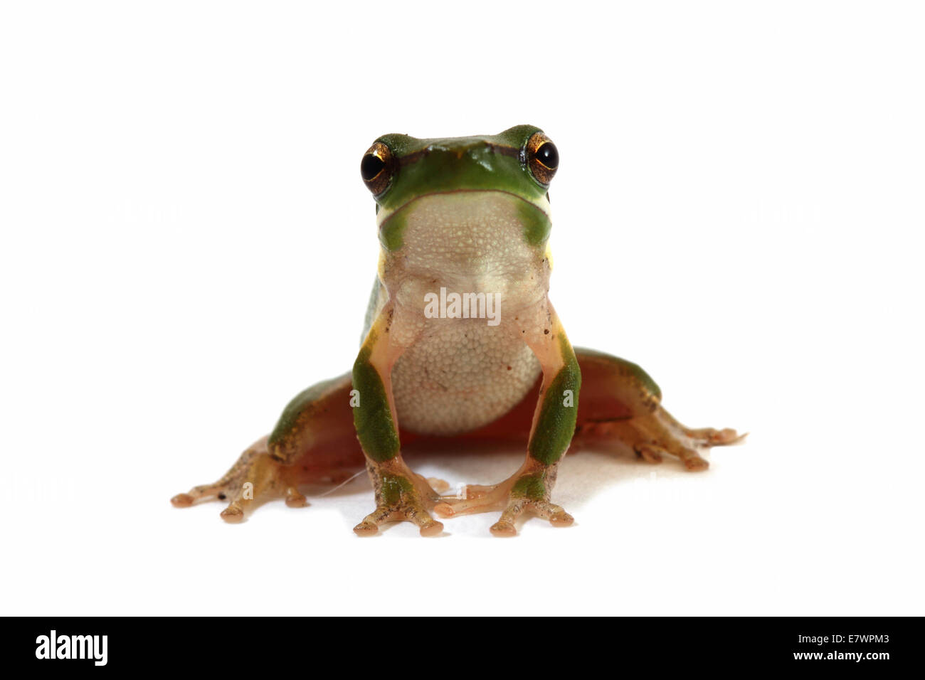 Eastern Dwarf Tree Frog (Litoria fallax Stock Photo - Alamy