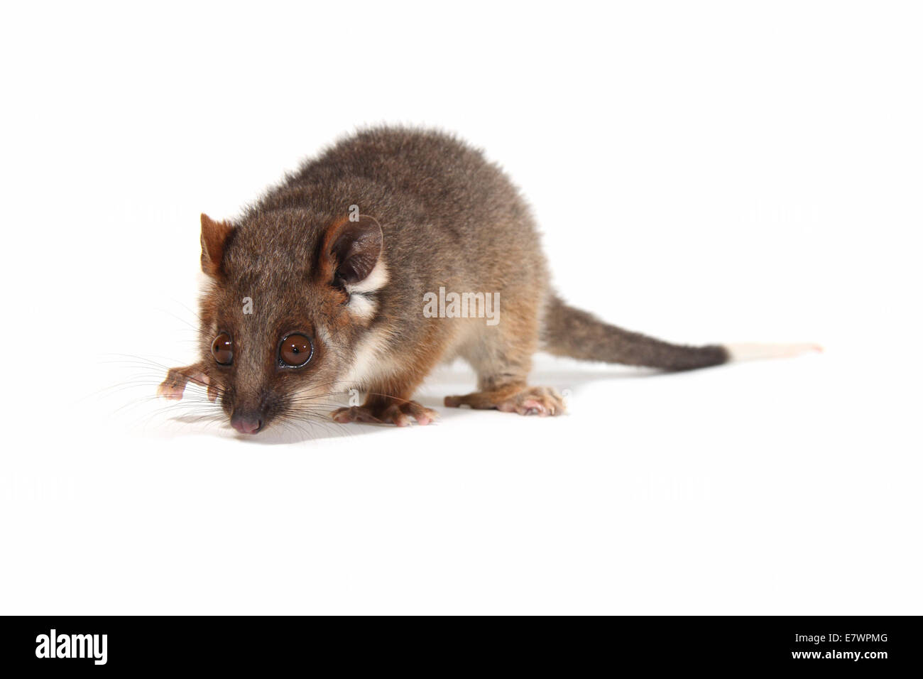 Common Ringtail Possum (Pseudocheirus peregrinus) Stock Photo