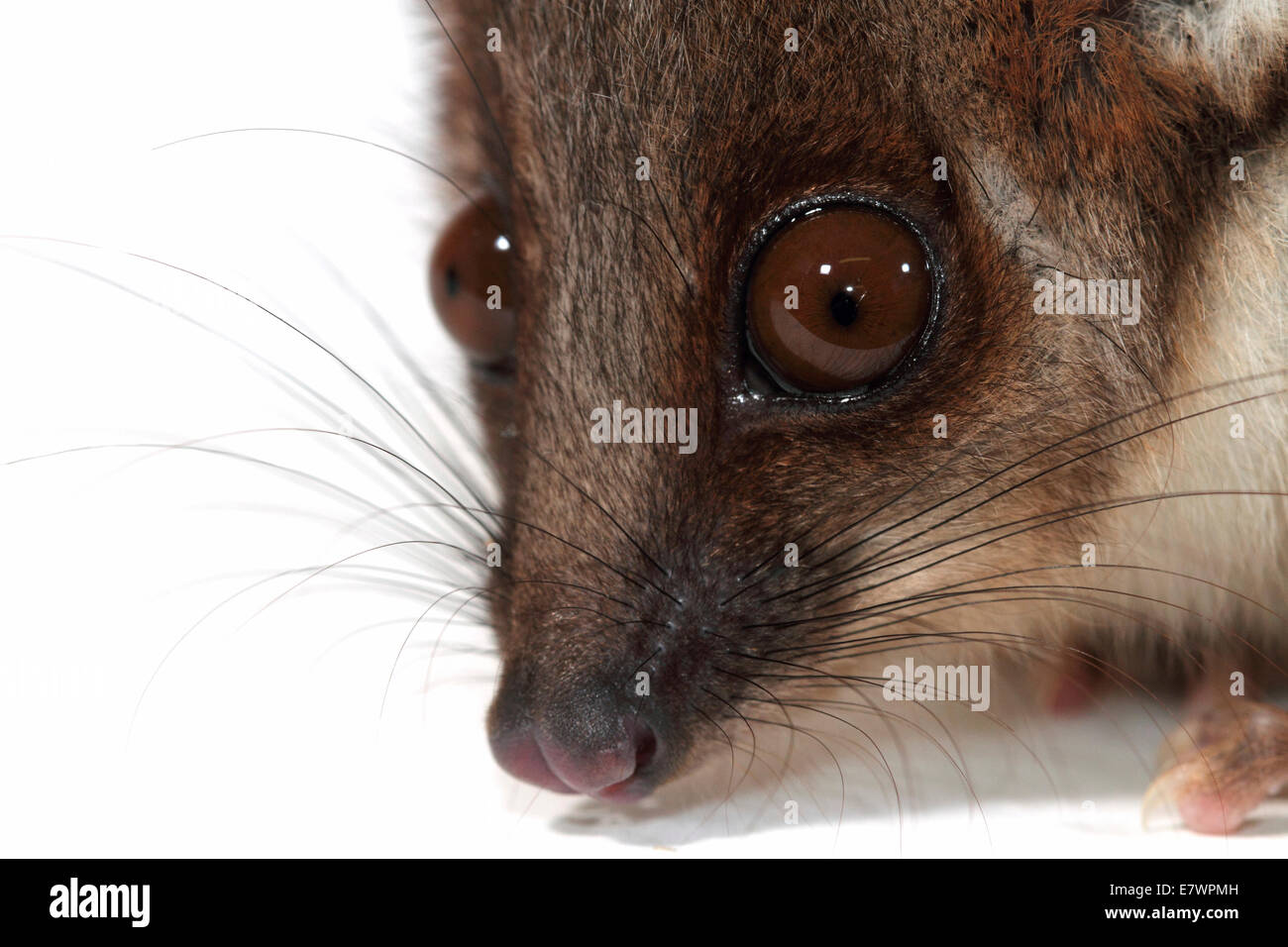 Common Ringtail Possum (Pseudocheirus peregrinus) Stock Photo