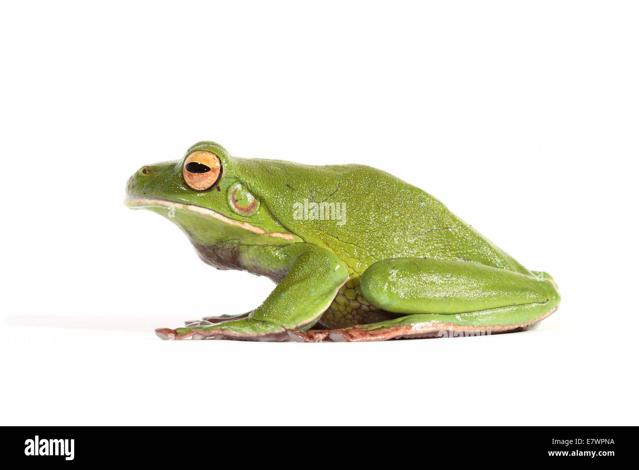 White-lipped Tree Frog (Litoria infrafrenata Stock Photo - Alamy