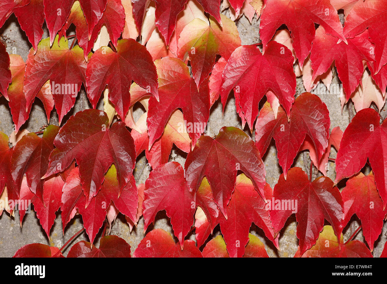 Japanese Creeper (Parthenocissus tricuspidata), autumnal colouration